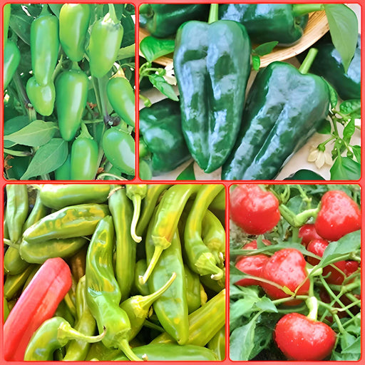 Heirloom Hot Pepper, Seed Collection, -- BoxGardenSeedsLLC -Peppers,Eggplants - Seeds