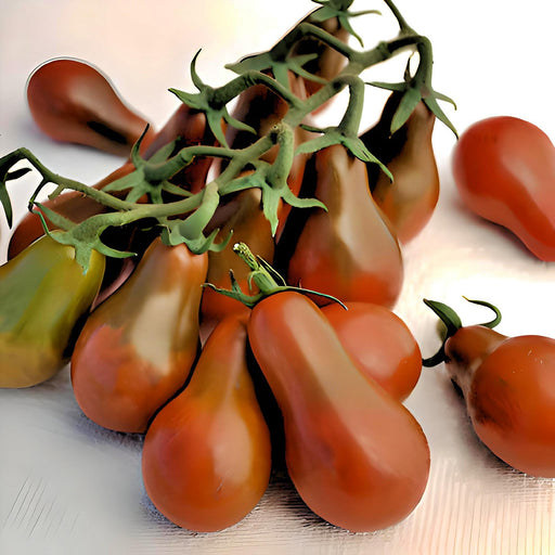 Chocolate Pear, Tomato, -- BoxGardenSeedsLLC -Tomatoes,Tomatillos - Seeds