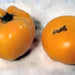 Dr. Wyche's Yellow, Tomato, - BoxGardenSeedsLLC -Tomatoes,Tomatillos - Seeds