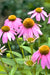 Purple Coneflower, Echinacea, -- BoxGardenSeedsLLC -Culinary/Medicinal Herbs - Seeds