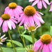 Purple Coneflower, Echinacea, - BoxGardenSeedsLLC -Culinary/Medicinal Herbs - Seeds