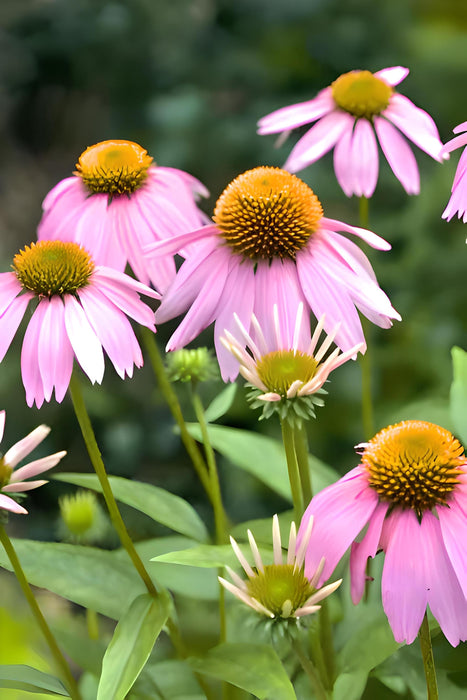 Purple Coneflower, Echinacea, -- BoxGardenSeedsLLC -Culinary/Medicinal Herbs - Seeds