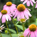 Purple Coneflower, Echinacea, - BoxGardenSeedsLLC -Culinary/Medicinal Herbs - Seeds