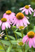 Purple Coneflower, Echinacea - BoxGardenSeedsLLC - Culinary/Medicinal Herbs - Seeds - USA Seller, Thank you for shopping here today, Naturally Grown GMO Free Seeds, Heirloom Open Pollinated Seeds, Fresh Top Quality Premium Seeds