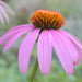 Purple Coneflower, Echinacea, - BoxGardenSeedsLLC -Culinary/Medicinal Herbs - Seeds