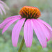 Purple Coneflower, Echinacea, - BoxGardenSeedsLLC -Culinary/Medicinal Herbs - Seeds