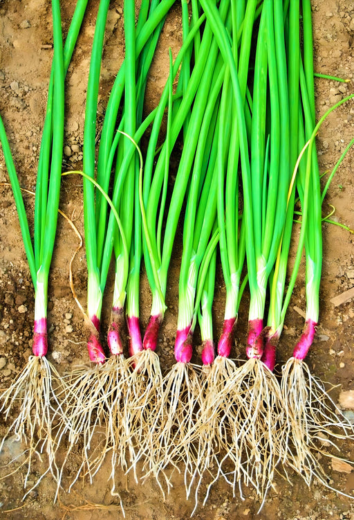 Deep Purple Bunching, Onion, - BoxGardenSeedsLLC -Onions,Leeks - Seeds