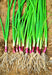 Deep Purple Bunching, Onion, -- BoxGardenSeedsLLC -Onions,Leeks - Seeds