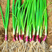 Deep Purple Bunching, Onion, - BoxGardenSeedsLLC -Onions,Leeks - Seeds