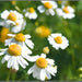 German Chamomile, Culinary & Medicinal Herbs, - BoxGardenSeedsLLC -Culinary/Medicinal Herbs - Seeds