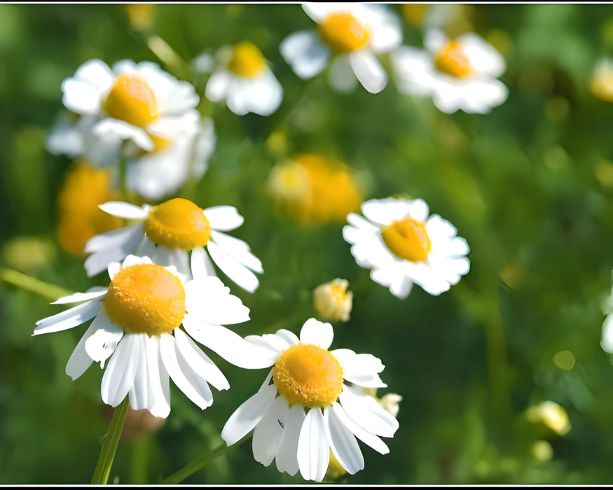 German Chamomile, Culinary & Medicinal Herbs, -- BoxGardenSeedsLLC -Culinary/Medicinal Herbs - Seeds