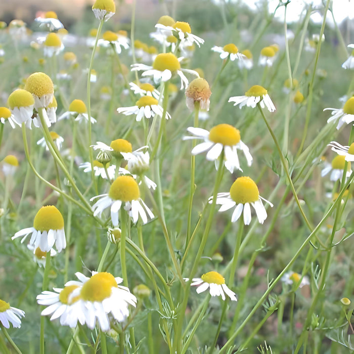 German Chamomile, Culinary & Medicinal Herbs, -- BoxGardenSeedsLLC -Culinary/Medicinal Herbs - Seeds