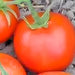 Thessaloniki, Tomato, - BoxGardenSeedsLLC -Tomatoes,Tomatillos - Seeds