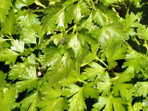 Italian Flat Leaf, Parsley, -- BoxGardenSeedsLLC -Culinary/Medicinal Herbs - Seeds