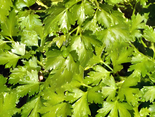 Italian Flat Leaf, Parsley, - BoxGardenSeedsLLC -Culinary/Medicinal Herbs - Seeds