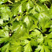 Italian Flat Leaf, Parsley, - BoxGardenSeedsLLC -Culinary/Medicinal Herbs - Seeds