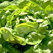 Butterhead Buttercrunch, Lettuce, - BoxGardenSeedsLLC -Lettuce - Seeds