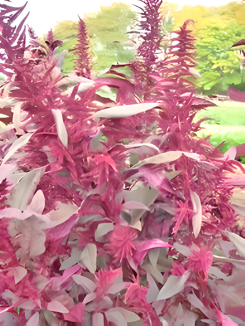 Red Garnet, Amaranth - BoxGardenSeedsLLC - Gourmet/Native Greens - Seeds - USA Seller, Thank you for shopping here today, Naturally Grown GMO Free Seeds, Heirloom Open Pollinated Seeds, Fresh Top Quality Premium Seeds