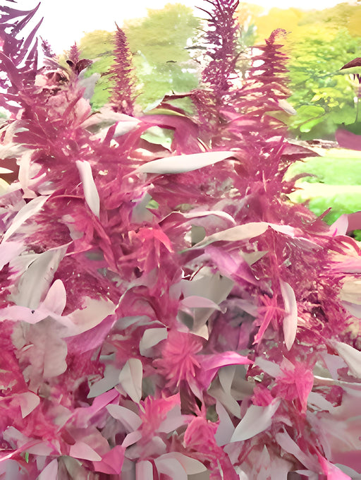 Red Garnet, Amaranth, - BoxGardenSeedsLLC -Gourmet/Native Greens - Seeds