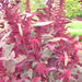 Red Garnet, Amaranth, - BoxGardenSeedsLLC -Gourmet/Native Greens - Seeds