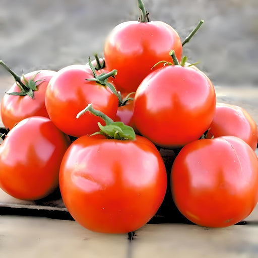 Manitoba, Tomato, -- BoxGardenSeedsLLC -Tomatoes,Tomatillos - Seeds