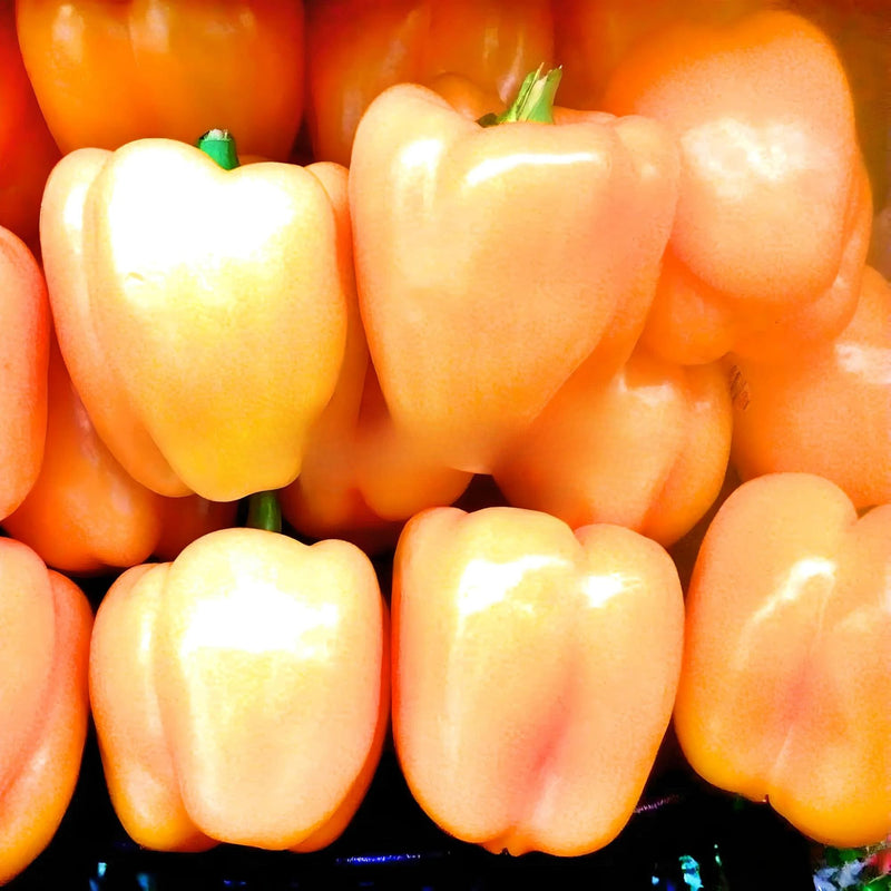 Three Color Bell Pepper Seed Collection, Sweet Pepper - BoxGardenSeedsLLC - Peppers,Eggplants - Seeds - USA Seller, Thank you for shopping here today, Naturally Grown GMO Free Seeds, Heirloom Open Pollinated Seeds, Fresh Top Quality Premium Seeds