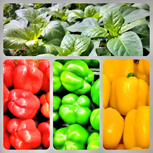 Three Color Bell Pepper Seed Kit, Sweet Pepper, -- BoxGardenSeedsLLC -Peppers,Eggplants - Seeds