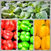 Three Color Bell Pepper Seed Kit, Sweet Pepper, - BoxGardenSeedsLLC -Peppers,Eggplants - Seeds