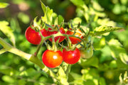 Isis Candy, Cherry Tomato - BoxGardenSeedsLLC - Tomatoes,Tomatillos - Seeds - USA Seller, Thank you for shopping here today, Naturally Grown GMO Free Seeds, Heirloom Open Pollinated Seeds, Fresh Top Quality Premium Seeds