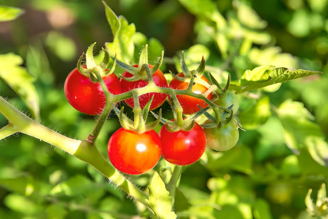 Isis Candy Cherry, Tomato, - BoxGardenSeedsLLC -Tomatoes,Tomatillos - Seeds