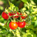 Isis Candy Cherry, Tomato, - BoxGardenSeedsLLC -Tomatoes,Tomatillos - Seeds