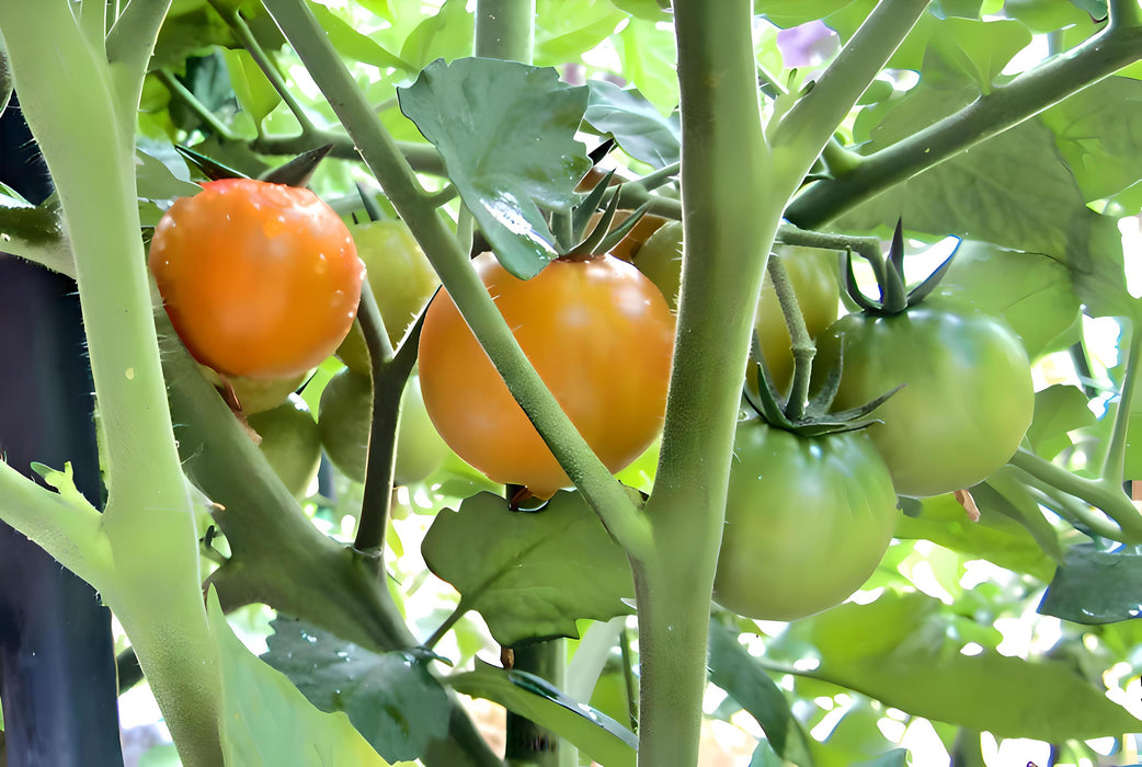 Isis Candy Cherry, Tomato, - BoxGardenSeedsLLC -Tomatoes,Tomatillos - Seeds