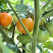 Isis Candy Cherry, Tomato, - BoxGardenSeedsLLC -Tomatoes,Tomatillos - Seeds