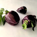 Purple Beauty, Sweet Bell Pepper, - BoxGardenSeedsLLC -Peppers,Eggplants - Seeds