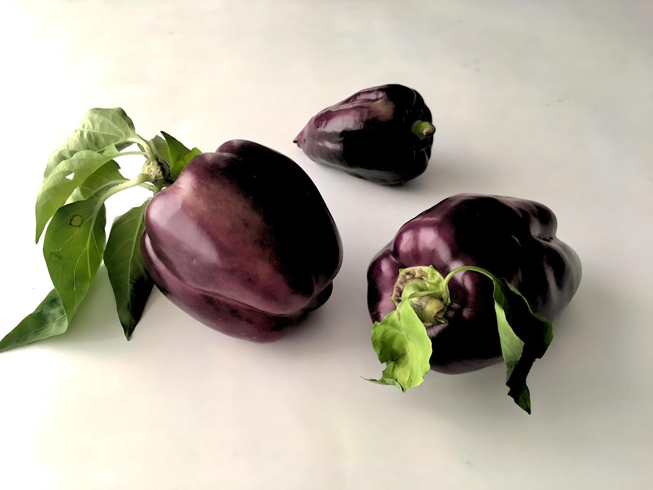 Purple Beauty, Sweet Bell Pepper, -- BoxGardenSeedsLLC -Peppers,Eggplants - Seeds