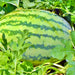 Crimson Sweet, Watermelon, - BoxGardenSeedsLLC -Melons, Cantaloupe - Seeds