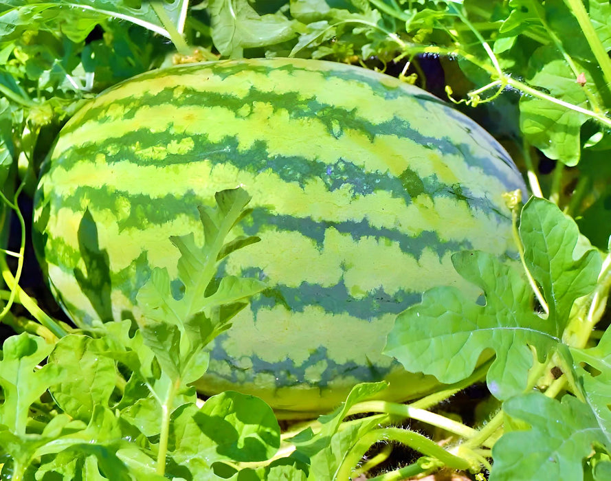 Crimson Sweet, Watermelon, - BoxGardenSeedsLLC -Melons, Cantaloupe - Seeds