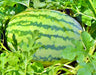 Crimson Sweet, Watermelon, -- BoxGardenSeedsLLC -Melons, Cantaloupe - Seeds