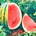 Crimson Sweet, Watermelon, - BoxGardenSeedsLLC -Melons, Cantaloupe - Seeds