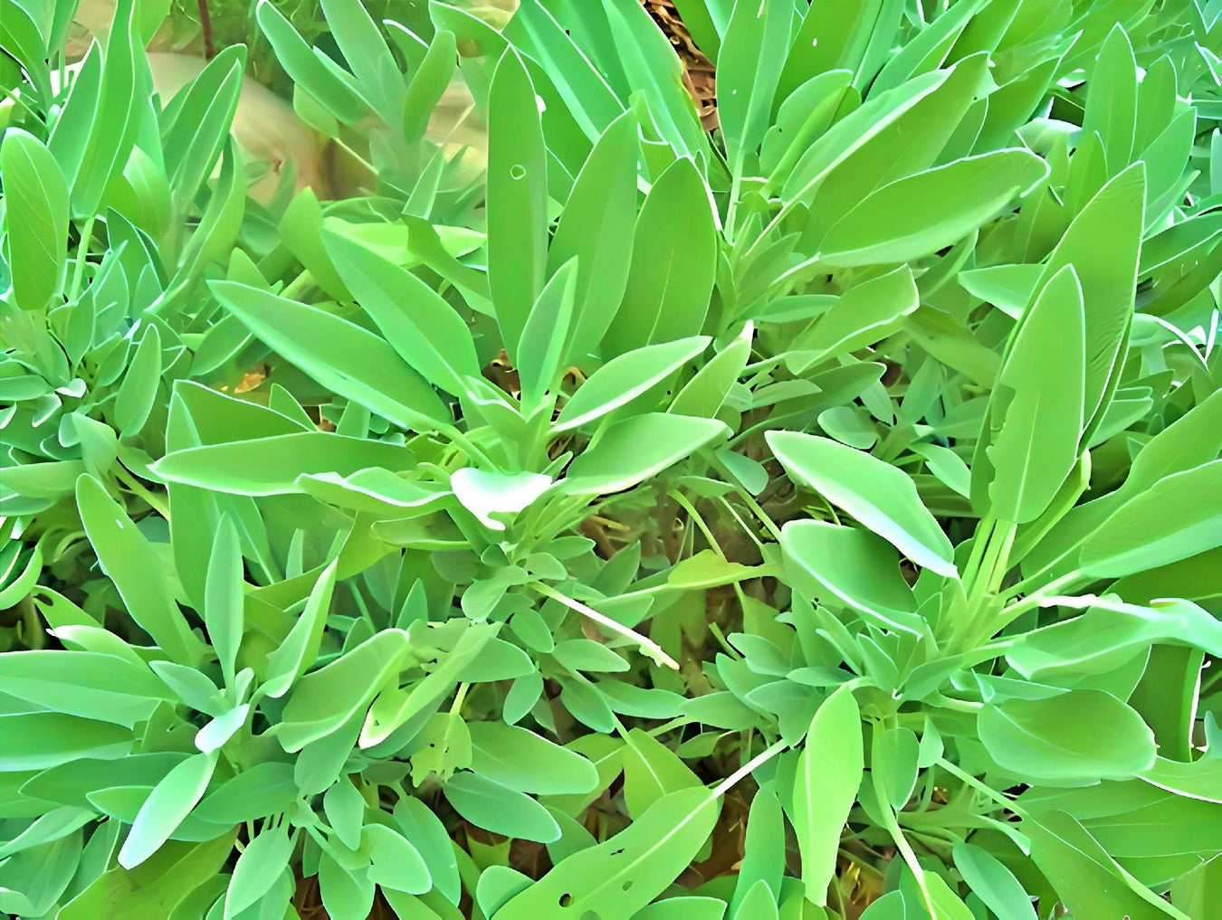 Garden Sage