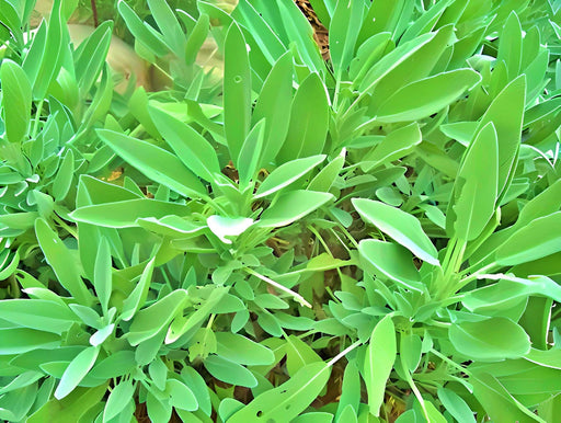 Broadleaf Garden Sage, Culinary & Medicinal Herbs, -- BoxGardenSeedsLLC -Culinary/Medicinal Herbs - Seeds