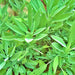 Broadleaf Garden Sage, Culinary & Medicinal Herbs, - BoxGardenSeedsLLC -Culinary/Medicinal Herbs - Seeds