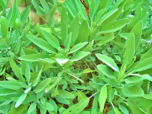 Broadleaf Garden Sage, Culinary & Medicinal Herbs, - BoxGardenSeedsLLC -Culinary/Medicinal Herbs - Seeds