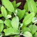 Broadleaf Garden Sage, Culinary & Medicinal Herbs, - BoxGardenSeedsLLC -Culinary/Medicinal Herbs - Seeds