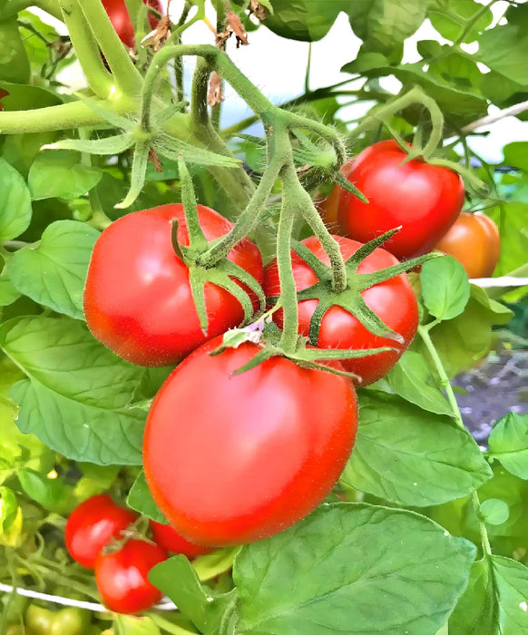 Northern Ruby Paste, Tomato, - BoxGardenSeedsLLC -Tomatoes,Tomatillos - Seeds