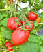 Northern Ruby Paste, Tomato, -- BoxGardenSeedsLLC -Tomatoes,Tomatillos - Seeds