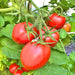 Northern Ruby Paste, Tomato, - BoxGardenSeedsLLC -Tomatoes,Tomatillos - Seeds