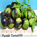 Purple, Tomatillo, - BoxGardenSeedsLLC -Abundant Stock SALE - Seeds