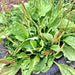 Plantain, Culinary & Medicinal Herbs, - BoxGardenSeedsLLC -Culinary/Medicinal Herbs - Seeds