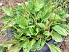 Plantain, Culinary & Medicinal Herbs, -- BoxGardenSeedsLLC -Culinary/Medicinal Herbs - Seeds